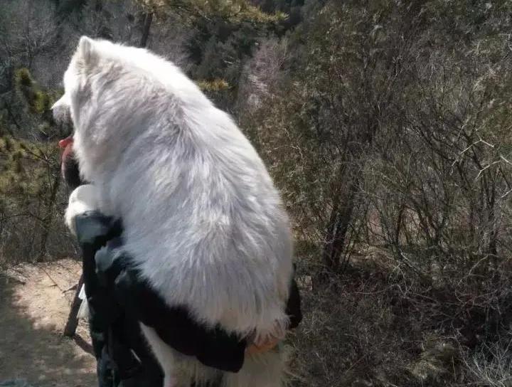 把狗溜累的视频,怎么把狗遛累