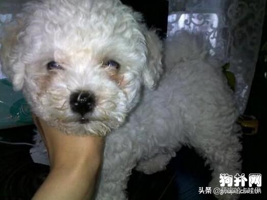 比熊犬有泪痕怎么办,比熊犬泪痕怎么根治