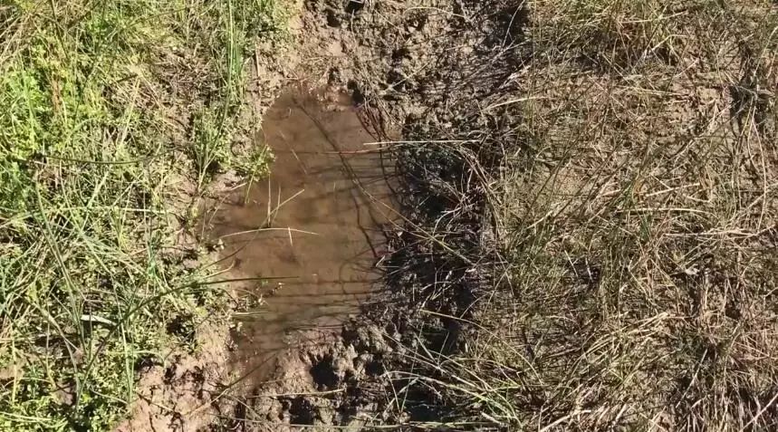 仙人掌在沙漠里是怎么生存下来的,在沙漠怎么才能活下来