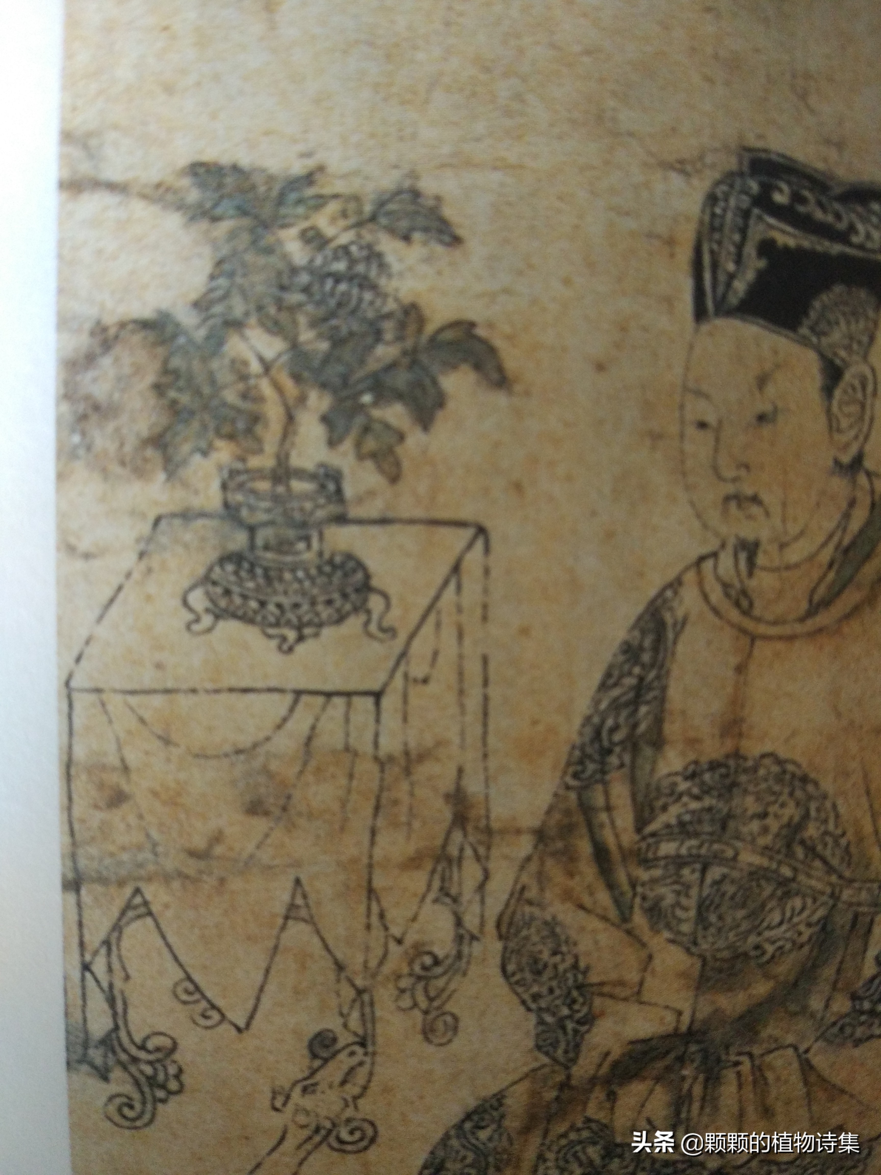 插花生活美学文学文人植物花艺雅道