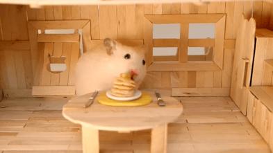 仓鼠的嘴巴到底有多大啊,仓鼠的嘴巴和舌头是怎么样的