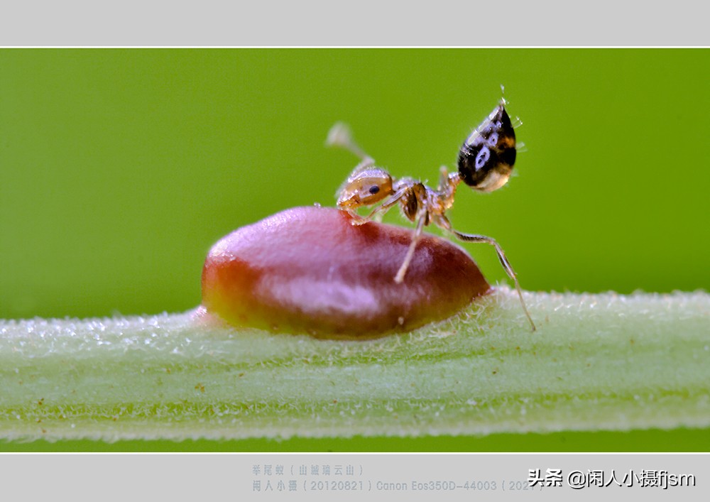拍摄蚂蚁视频的技巧,怎么拍摄蚂蚁