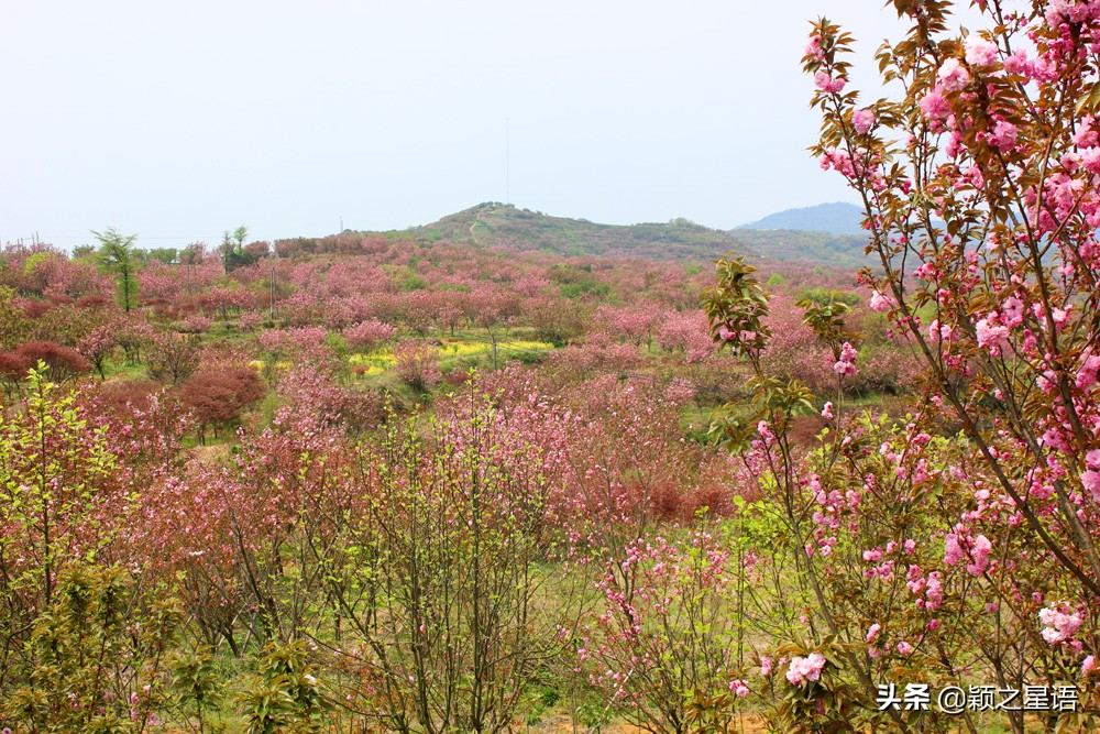 十里樱花十里尘,十五个赏樱地,赴一场樱花之恋
