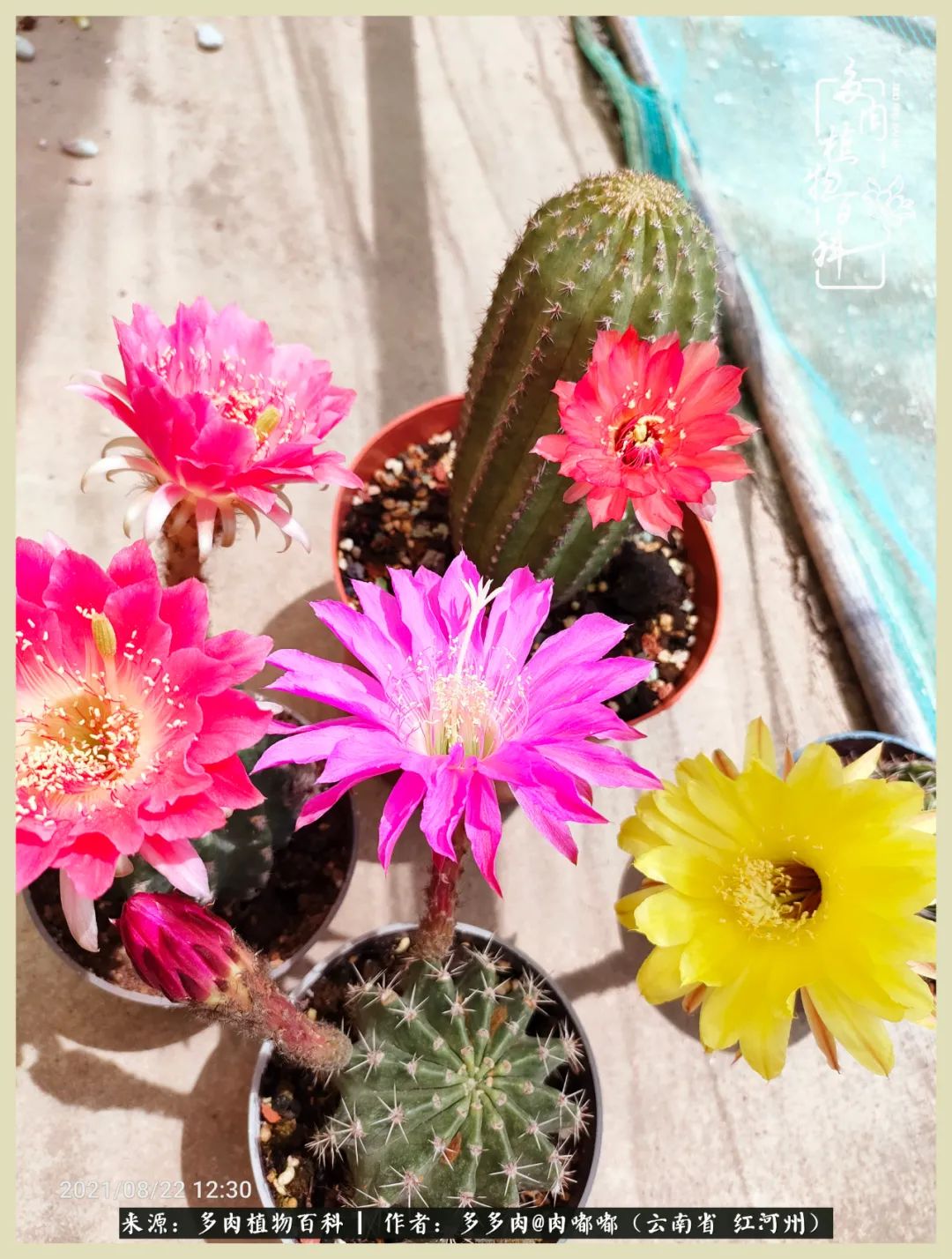 这个春天我们一起去赏花,这个季节我们一起去看花