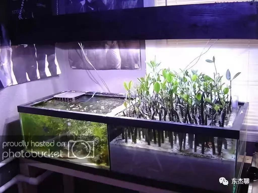 海缸怎么养低等藻最有效,海缸爆藻可以加海藻吗