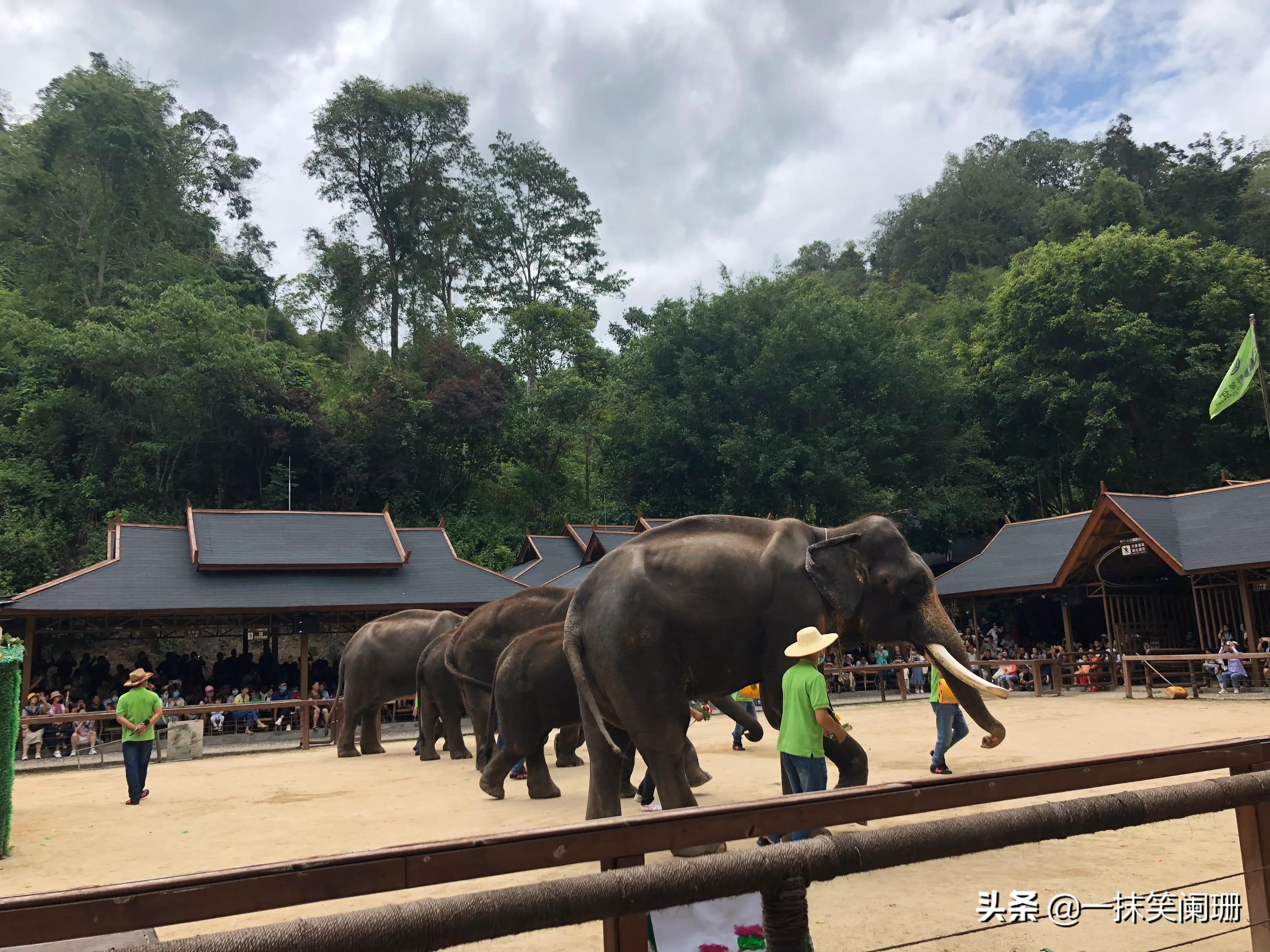 云南西双版纳野象谷大象学校表演,西双版纳野象谷大象表演时间表
