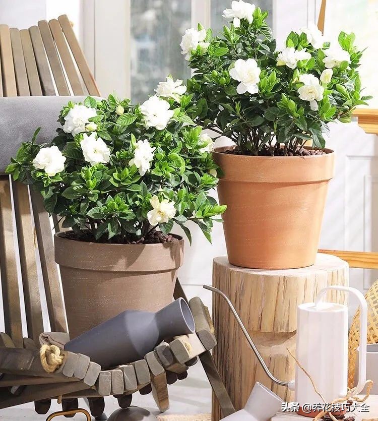 什么品种的香水花最好养,10种最香的香水花