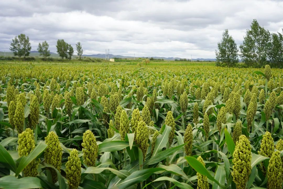 正大集团100万头生猪项目,方城正大100万头生猪全产业链项目