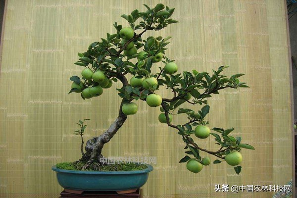 盆栽苹果用什么肥料好,苹果盆栽可以直接用大盆吗