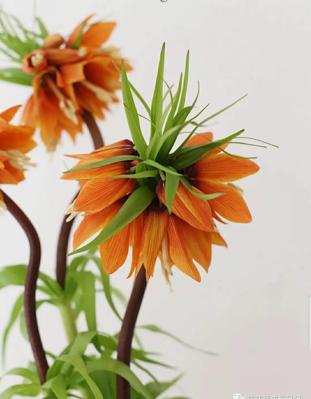 奇葩造型花：头上长草，心中有鬼，白月光。白天不开你非要晚上开