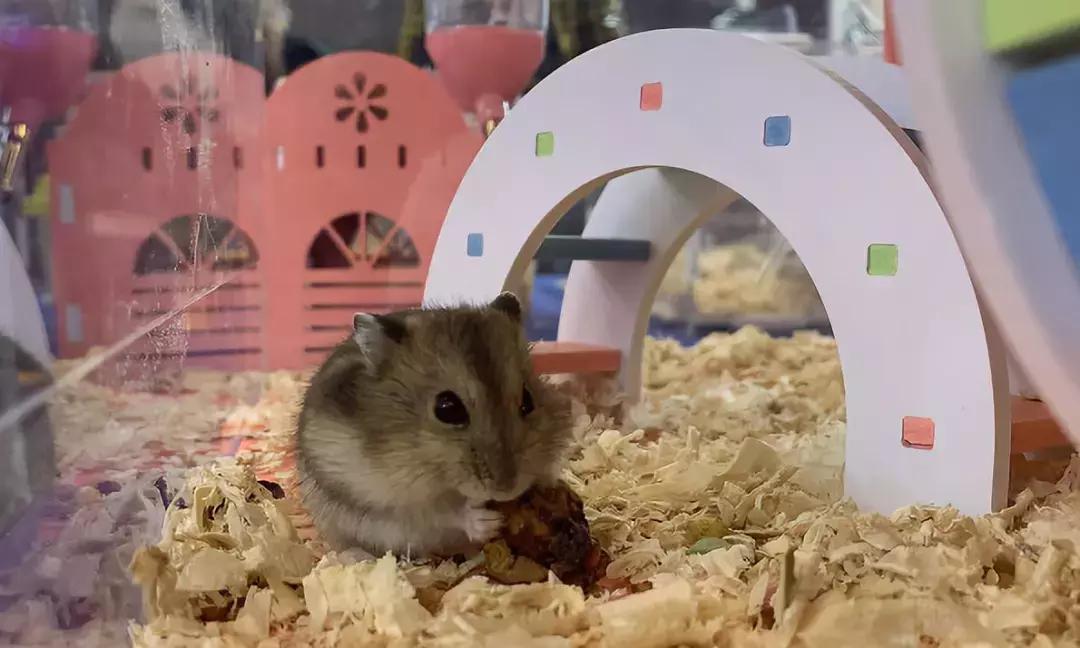 萌宠齐聚南京宠物博览会,day1