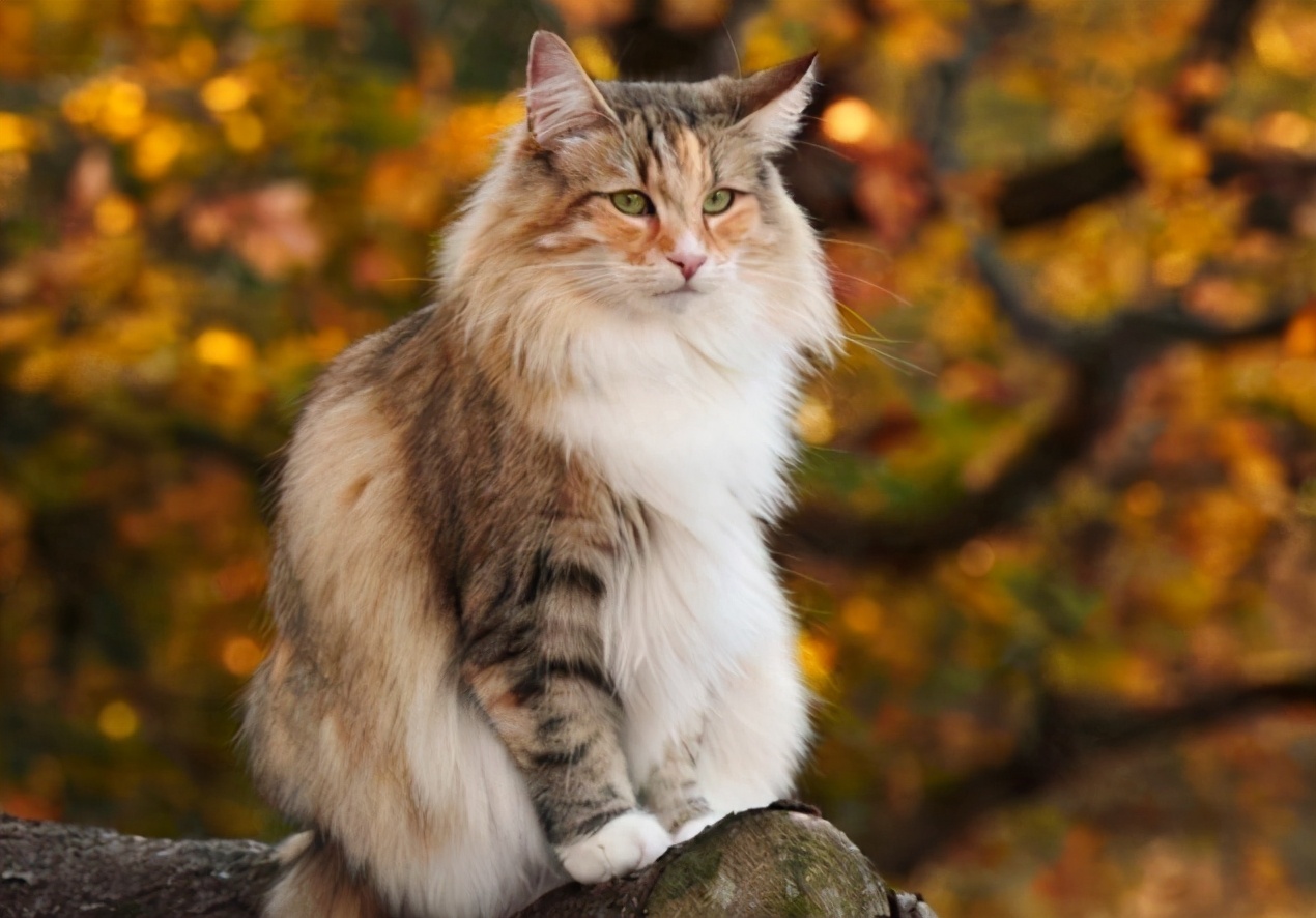 全网最帅五大缅因猫,十大凶悍猫咪排行榜第九名缅因猫