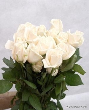 玫瑰花玫红色属于什么品种,最大冠幅玫瑰花是什么品种