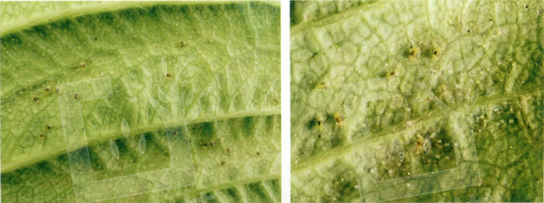 苹果二斑叶螨防治方法,防治二斑叶螨的特效农药