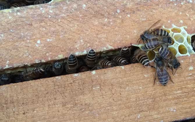 冬季蜜蜂没有蜜源怎么生存？有经验的蜂农这样做