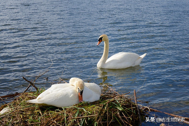 先有鸡还是先有蛋？来一节蛋蛋进化史