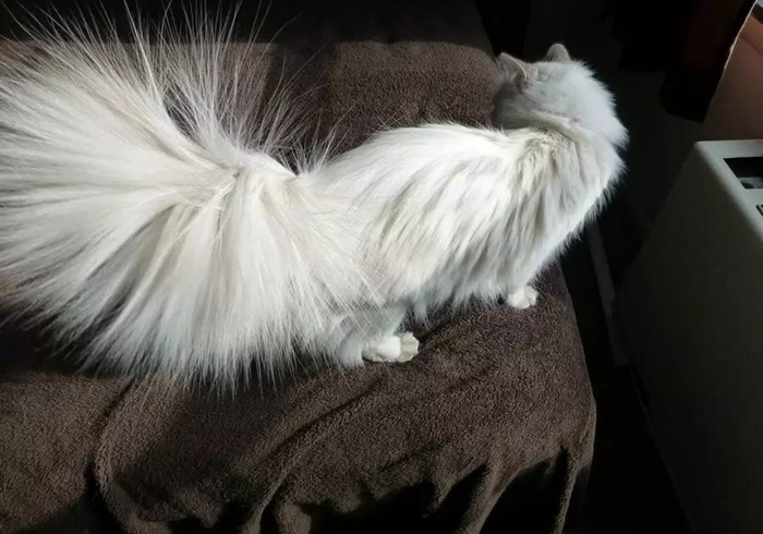 想撸猫但是猫害怕怎么办,想撸猫又怕脏怎么办