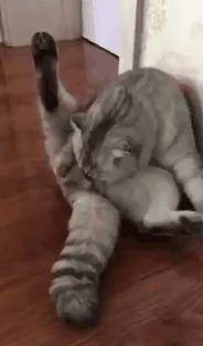 科学研究表明撸猫好处多多,撸猫已经成为了一种“病”