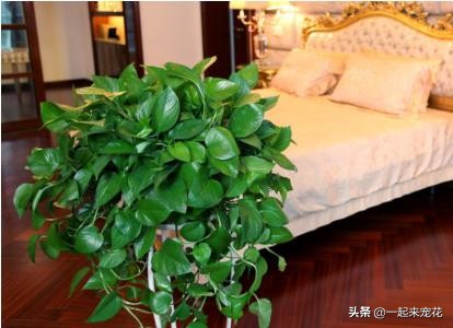 绿萝怎么养不长藤,绿萝怎么养才能不黄叶小妙招