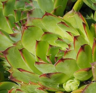 生石花的正确处理方法,生石花烂根化水怎么办