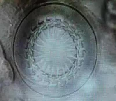 鱼类寄生虫有哪些,鱼类寄生虫的科普知识