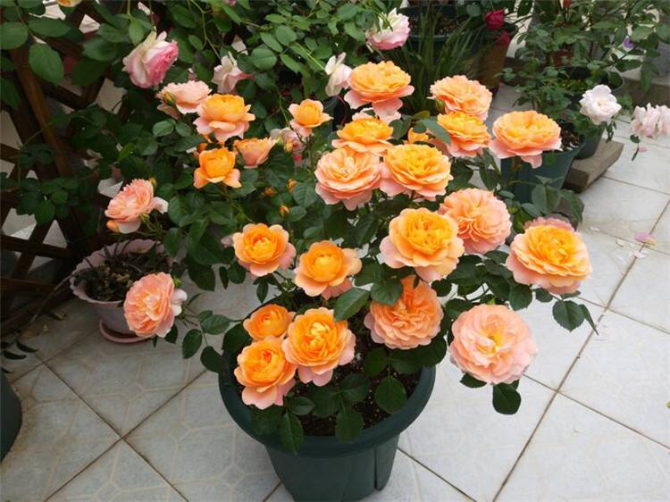 月季花怎么修剪花多好看,月季花怎么修剪才能多开花