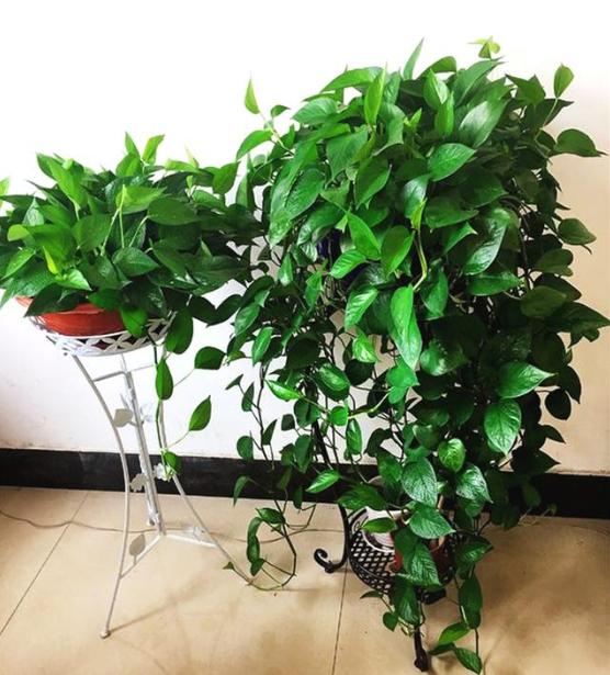 绿萝越养叶子越小,绿萝换盆后发蔫发黄烂根
