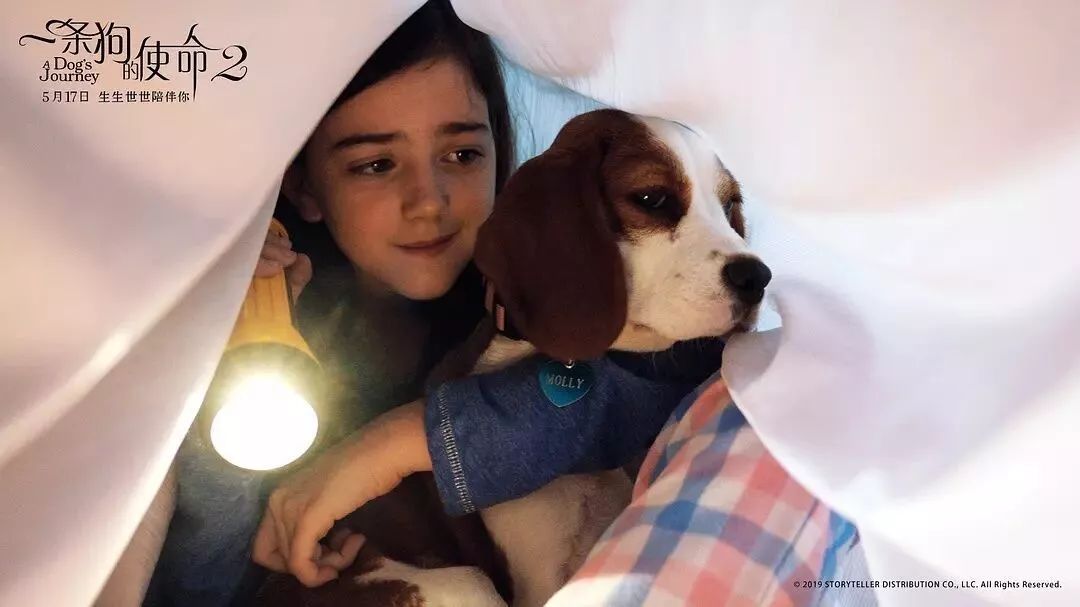 暖心治愈萌宠电影,萌宠电影超感人