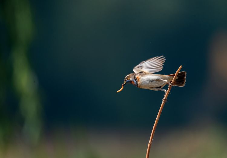 情人岛拍摄地点,情人岛航拍视频