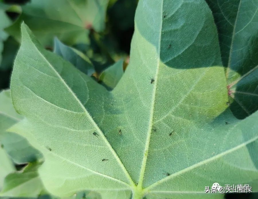 棉蚜的发生规律及防治,棉蚜虫害