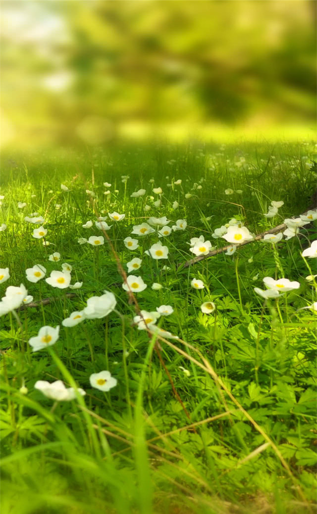 缓解眼睛疲劳动态图壁纸,好看的手机壁纸护眼高清图文