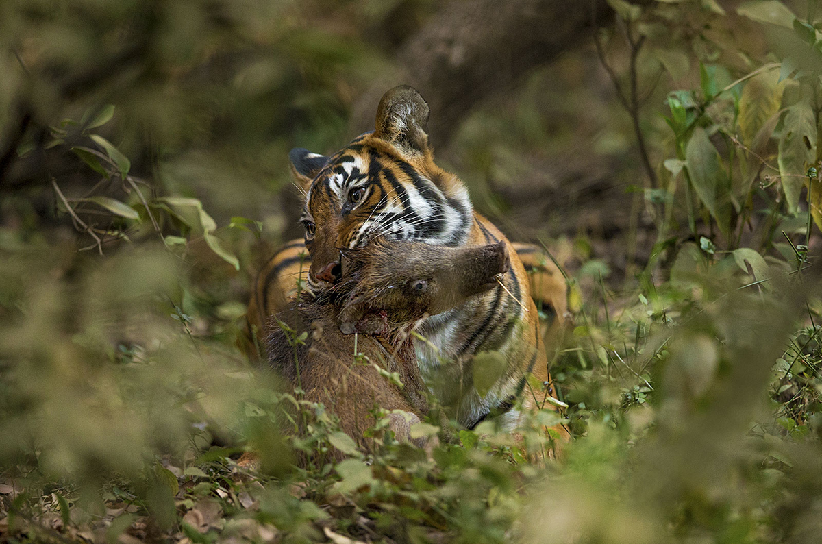 虎毒不食子报应视频,虎毒不食子再凶猛的老虎也有底线