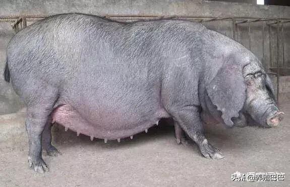 怀孕母畜禁用药及用药注意事项，养殖户可要牢记啊