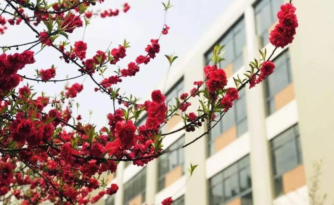 苏州立达伟长班多少人考,苏州中学伟长班和立达的关系