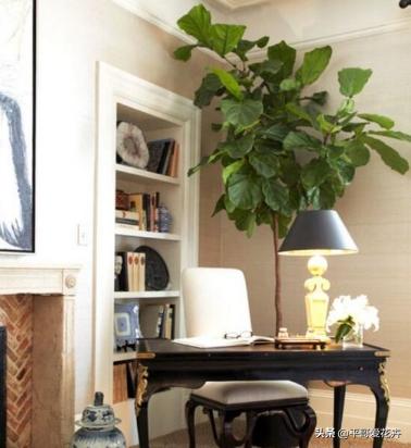 适合客厅养的植物吸甲醛,客厅什么盆栽好吸甲醛好养