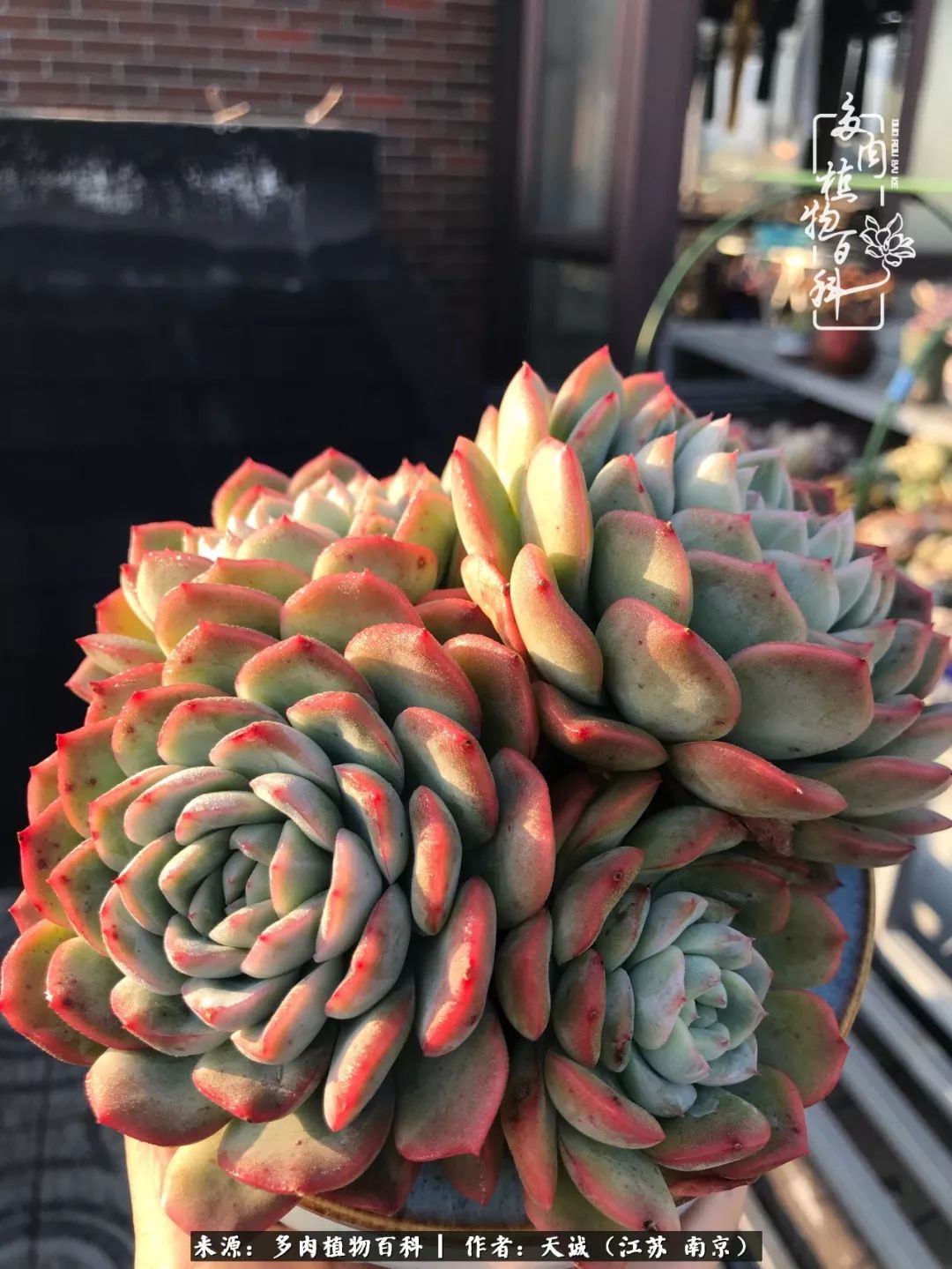 鍙拱瀵圭殑涓嶄拱璐电殑灏忔牱,鍙拱瀵圭殑涓嶄拱璐电殑鍥剧墖灞曠ず