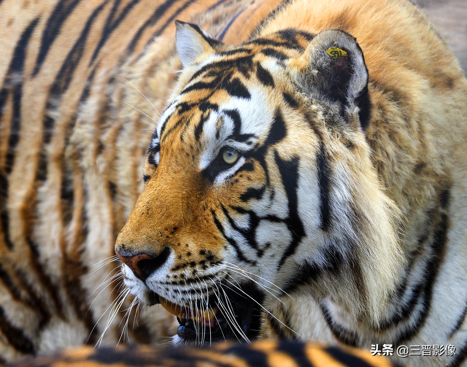 一款很好用的相机,不好看但又很好用的相机