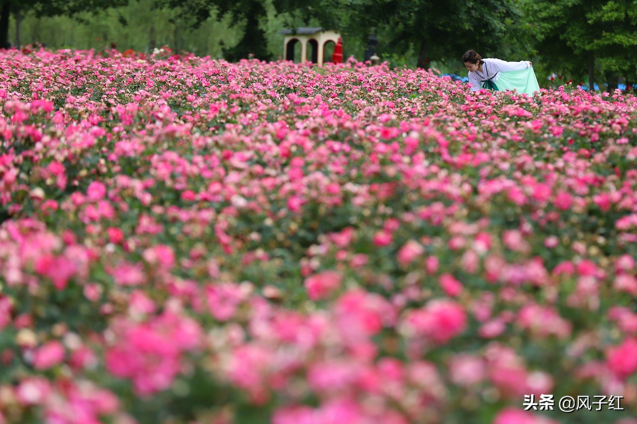 华中最大的玫瑰花园,中国最大的玫瑰花海