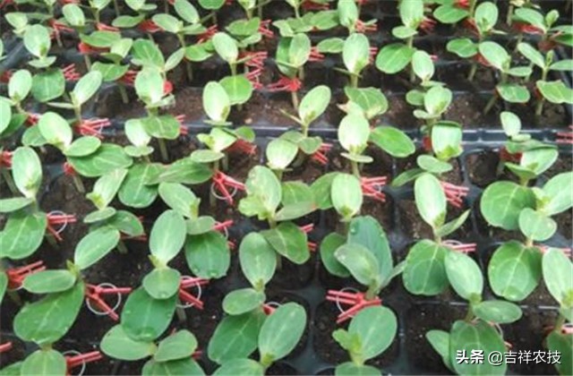 早春大棚西瓜种植管理技术,春季大棚西瓜种植技术完整版