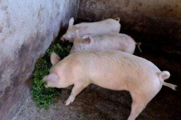 猪场催肥最好的方法,育肥猪催肥秘方