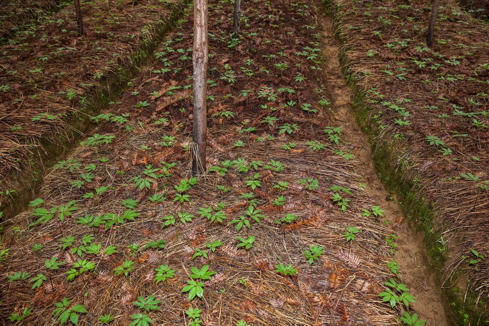 三七种植条件和技术要点视频,三七的种植技术及亩产效益