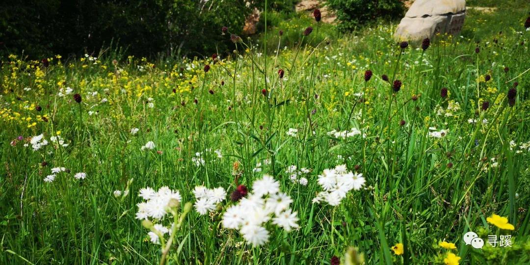 内蒙古大草原自驾游精品线路,辉腾锡勒草原黄花沟旅游攻略