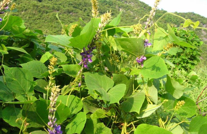 葛根:泰国禁止出口,日本返销中国,在国内是“长寿之乡”的特产