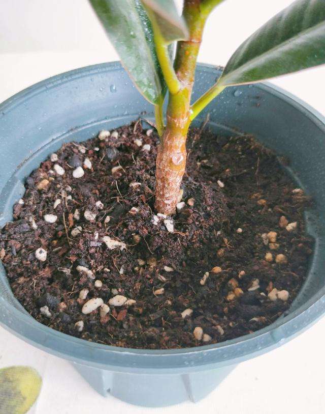 养花土壤反碱怎么处理好,养花土是碱性如何解决