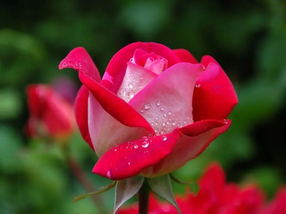 补全相机,高清相机专业镜头