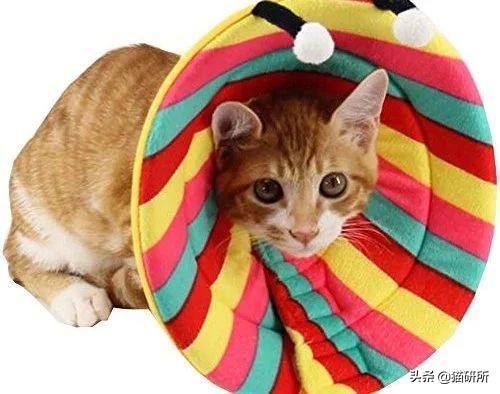 伊丽莎白圈猫咪,伊丽莎白圈有危险吗