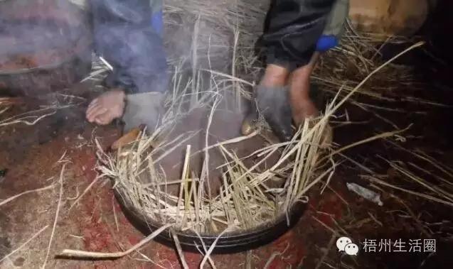 “茶油煮饭，锅底刮烂”！罗定的你试过了吗？