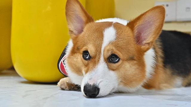 吸屁屁，短腿大耳肉嘟嘟，这家店进去就出不来了…