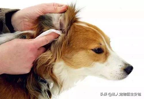 狗狗耳部疾病如何解决,狗狗耳朵增生最好的解决办法