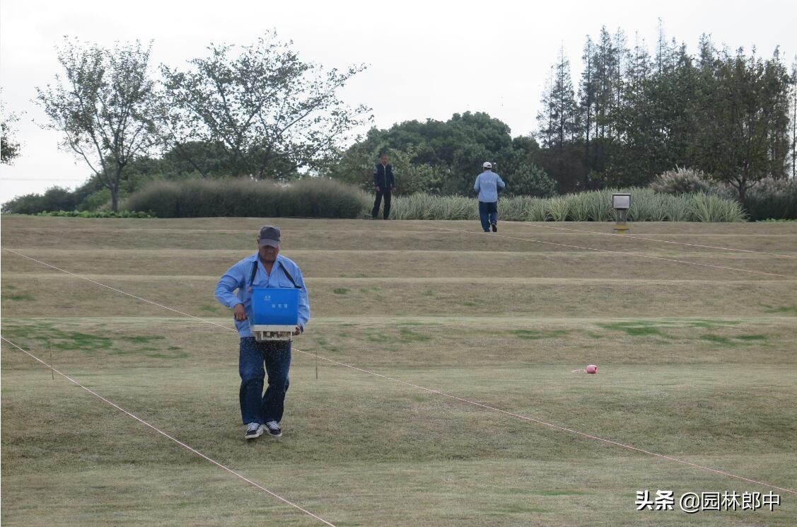 草坪除草八大注意事项,草坪草怎么管理得又矮又密